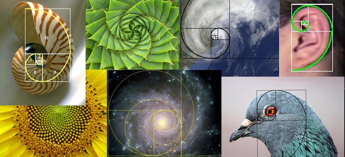 Composición visual que muestra la Proporción Áurea en un nautilus, un girasol y una mano.