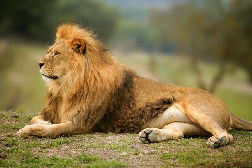 Zoológico Pide Mascotas Sanas para Alimentar Depredadores